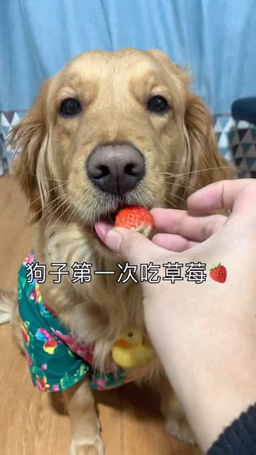 狗子第一次吃草莓 