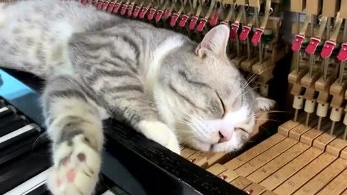 猫咪能感受到音乐中传达的情绪吗 太萌了 