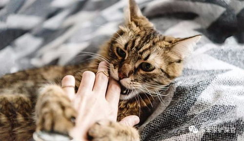 猫为什么总是喜欢咬人的手 铲屎官亲自送上的手,不咬白不咬
