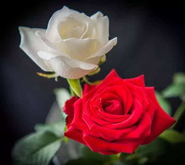 紫玫瑰，粉玫瑰，红玫瑰白玫瑰哪个泡茶好？