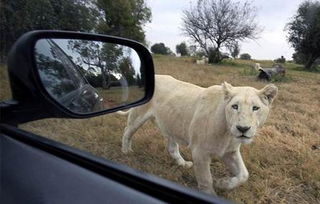 女游客观赏狮子时将车窗摇下,然后发生此生最可怕的事