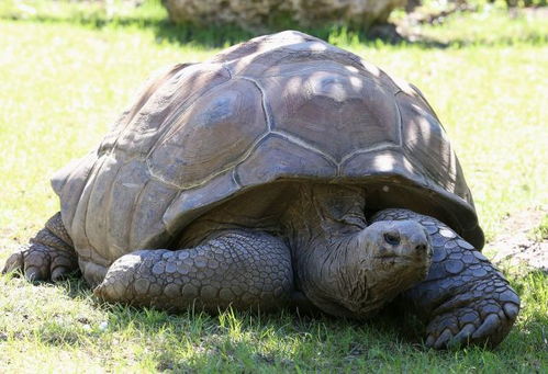 乌龟寿命最长多少年 为什么乌龟会如此长寿呢