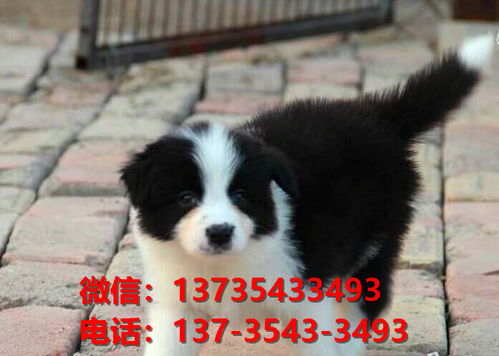 杭州宠物狗犬舍出售纯种边牧 宠物狗市场在哪 边境牧羊犬哪里有卖