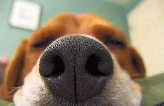 这7种气味狗狗最爱闻,随便一种,都能让它上瘾