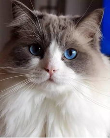拥有一双蓝色眼睛的布偶猫,简直就是天使啊...