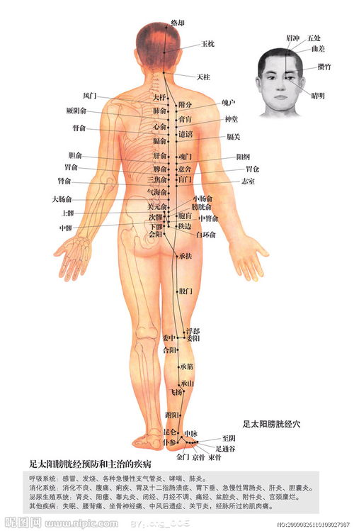 足太阳膀胱经穴位图片 