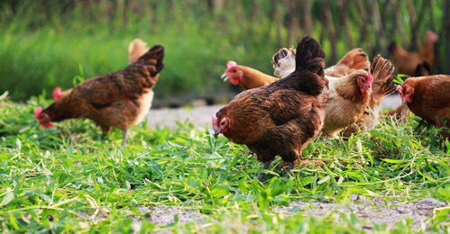 您了解鸡啄癖的3种原因吗 5项措施可有效降低鸡啄癖的发生