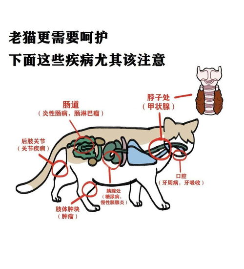 猫每个年龄段该注意哪些 如何体检事倍功半