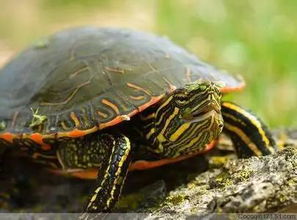 东锦龟为什么比西锦龟贵？