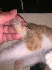 我家猫只有一个半月,尾巴上长了一粒一粒的白色的不知道是什么东西,小猫老是爱咬尾巴 