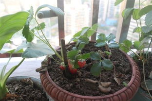 自己在家盆栽得草莓,需要手动授粉吗 
