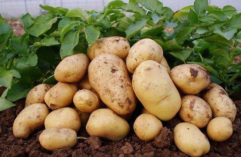 秋天土豆种植时间和方法 秋土豆是立秋后种吗