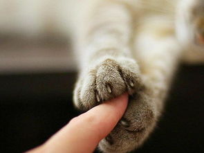 猫咪剪指甲时的错误行为易导致爱猫受伤,主人需了解三点注意事项 