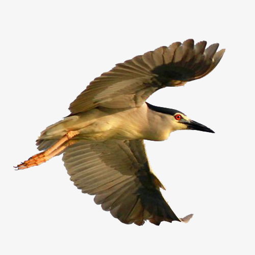 飞翔的鸟儿素材图片免费下载 高清png 千库网 图片编号7361054 