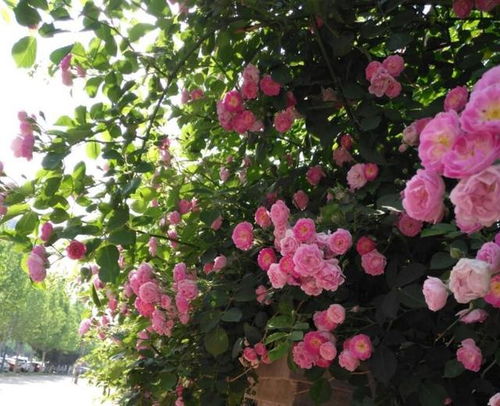 家里有小院 种这3种花,爬出八米大花墙,美上天际