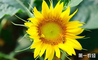 向日葵花的生长习性特点和生长环境条件