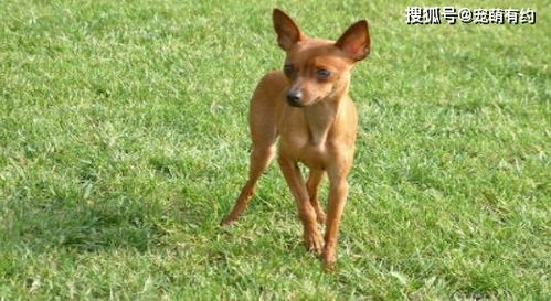 健美力量型的小鹿犬,有着生气勃勃的表情,深受人们喜欢