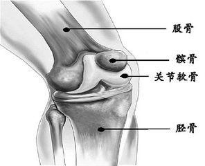 人体的关节由哪几部分组成 