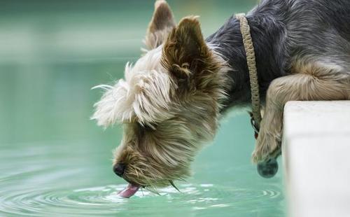 狗狗突然大量喝水,一般有这几个原因,第3个要警惕起来