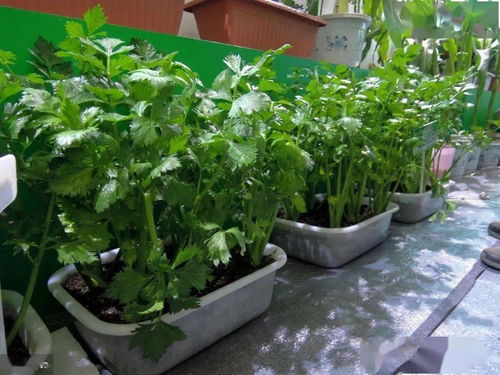 适合在阳台种植的蔬菜生长周期短