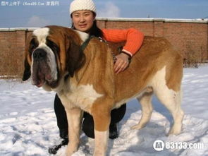 世界上最大的狗排名有多大 世界上最大的狗是什么品种