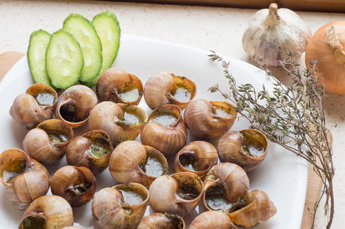 法国蜗牛，法国人爱吃的蜗牛和非洲的大蜗牛有什么样的不同