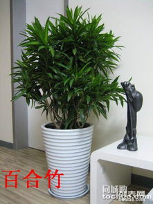 图 长宁区室内植物租赁办公室花卉租摆办公绿植租赁 上海鲜花绿植 