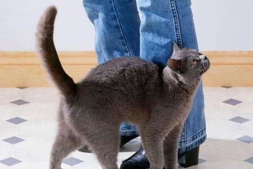 猫为什么喜欢摩擦人的裤腿？猫咪摩擦人裤腿的三个原因(猫在主人腿上摩擦是什么意思)