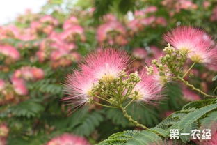 什么是合欢花(合众花是什么)