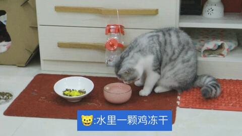 一个小猫咪,为啥喜欢吃馒头