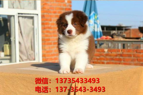 哈尔滨附近宠物狗狗犬舍 狗市场在哪卖狗附近出售纯种边牧幼犬