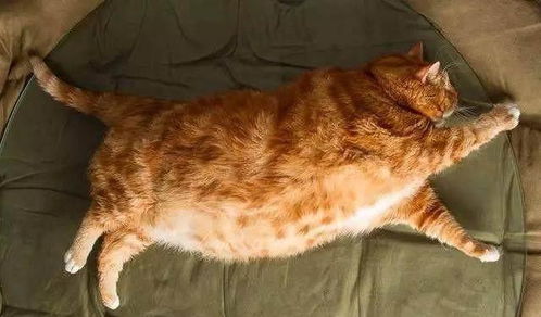 橘猫这种多肉动物究竟可以胖到什么程度 看完让我大开眼界