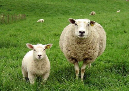 老话常说十羊九顺,属羊人常有好运发生,来看看4月28日运势分析