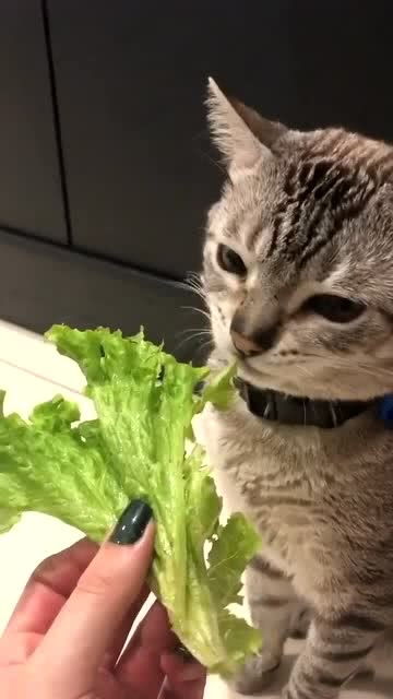 这猫咪居然这么喜欢吃青菜,成精了吧 
