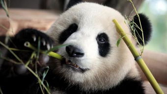 旅法大熊猫 欢欢 被证实怀有双胞胎,将于本周末生产 