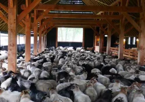 如何建造一个标准羊圈 养100只羊建羊圈舍要多少钱 附注意事项