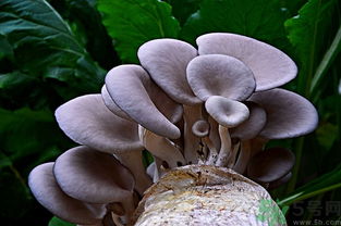 凤尾菇的做法，凤尾菇的做法大全,凤尾菇怎么做好吃