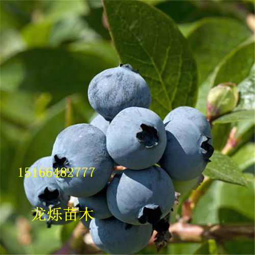 蓝莓栽培选什么品种好,北高丛蓝莓品种排名