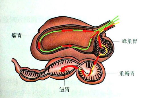 羊,马,驴,骆驼有几个胃 