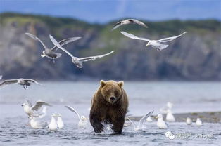 阿拉斯加棕熊,特别是中间的熊熊,萌萌哒 