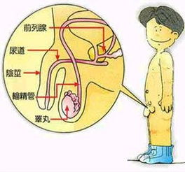 阿米巴菌 搜狗百科 