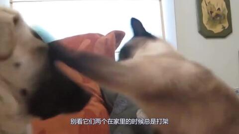 自家狗被野猫打脸,家猫上前就是一顿猛虎操作,猫 这狗我罩着