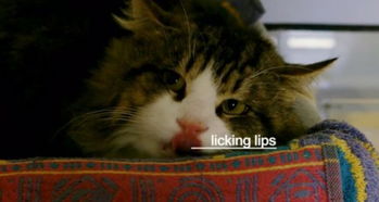 喵语 教学 英团体发布视频解读猫咪肢体语言 