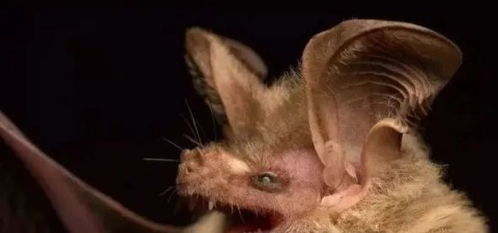 蝙蝠是飞行的毒库 然而,将蝙蝠灭绝科学吗
