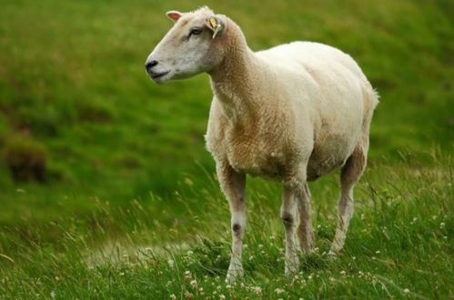 不同年份的生肖羊,在5月,会有什么样不同的财运,感情运