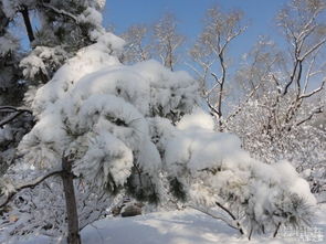 描写雪后景色的唯美句子