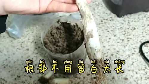 大葱太贵,废旧饮料瓶不要扔,剪一刀种大葱可以一茬一茬吃到过年 