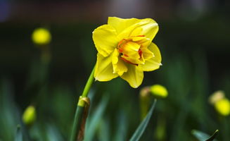 一朵黄色的水仙花图片 米粒分享网 Mi6fx Com