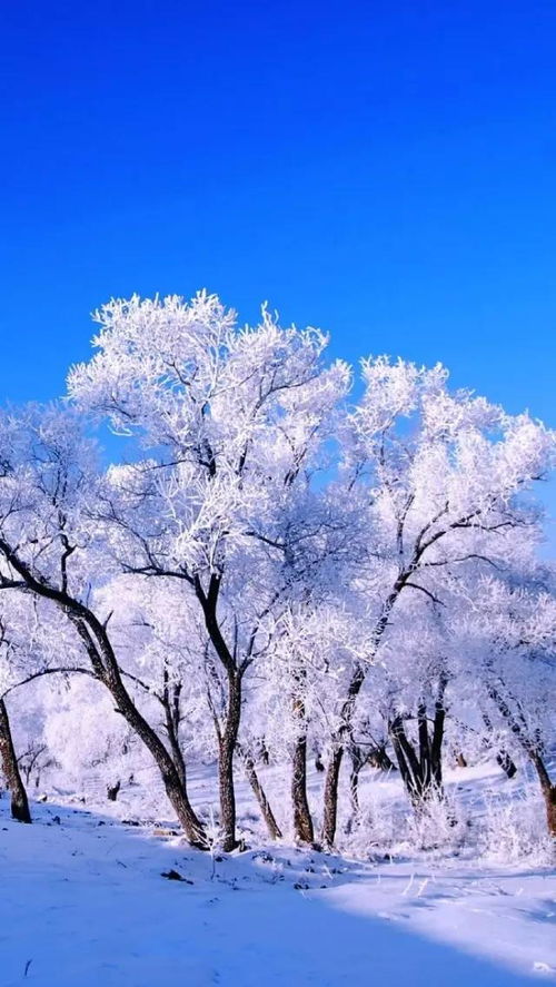 锁屏壁纸北海道雪景 信息评鉴中心 酷米资讯 Kumizx Com