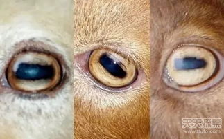 瞳孔是长方形的动物